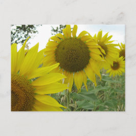 Zonnebloemen Foto Briefkaart