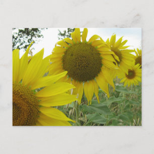 Zonnebloemen Foto Briefkaart