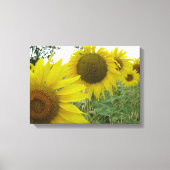 Zonnebloemen foto single canvas afdruk (Voorkant)