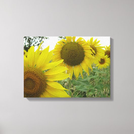 Zonnebloemen foto single canvas afdruk (Voorkant)