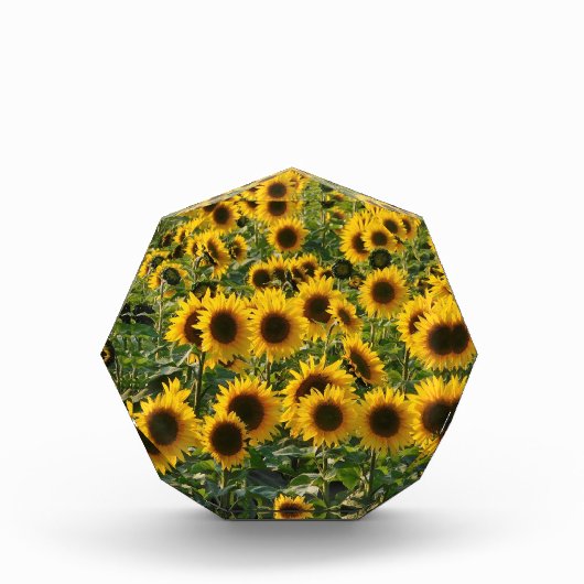 Zonnebloemen Fotoblokken (Voorkant)
