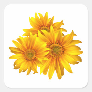 Zonnebloemen Gele Bloemen Landelijke Zomer Bruilof Vierkante Sticker