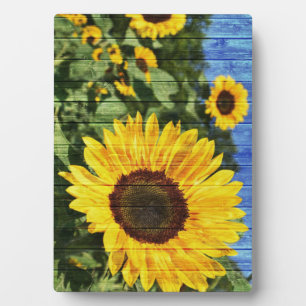 Zonnebloemen Geschilderd Hek Fotoplaat