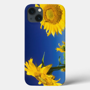 Zonnebloemen (Helianthus Annuus), nabij Senekal Case-Mate iPhone Case