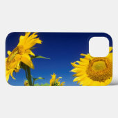 Zonnebloemen (Helianthus Annuus), nabij Senekal Case-Mate iPhone Case (Achterkant (horizontaal))