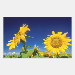 Zonnebloemen (Helianthus Annuus), nabij Senekal Rechthoekige Sticker