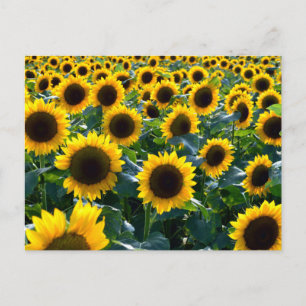 Zonnebloemen (himawari): Japan Briefkaart