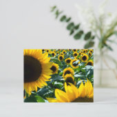 Zonnebloemen (himawari): Japan Briefkaart (Staand voorkant)