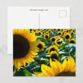 Zonnebloemen (himawari): Japan Briefkaart (Voorkant / Achterkant)