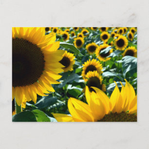 Zonnebloemen (himawari): Japan Briefkaart