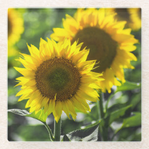 Zonnebloemen in bloei glazen onderzetter