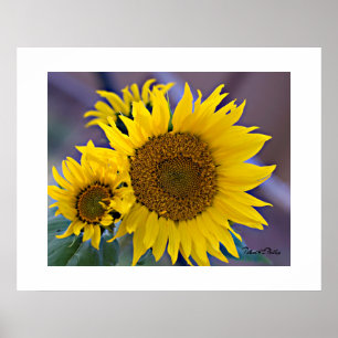 Zonnebloemen in bloemcluster - foto van dichtbij poster