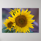 Zonnebloemen in bloemcluster - foto van dichtbij poster (Voorkant)