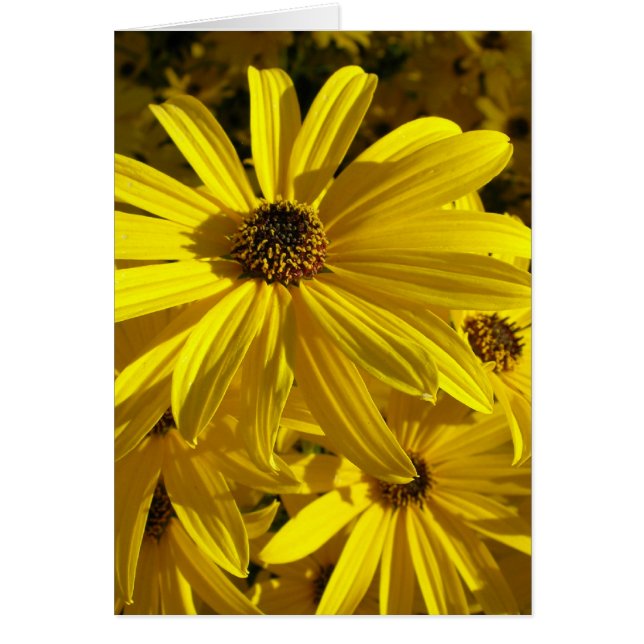 Zonnebloemen in de dierentuin (Voorkant)