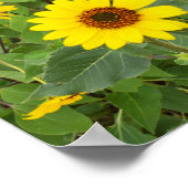 Zonnebloemen in de wind, poster (Hoek)