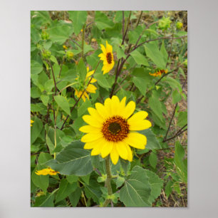 Zonnebloemen in de wind, poster