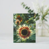 Zonnebloemen in de zon briefkaart (Staand voorkant)