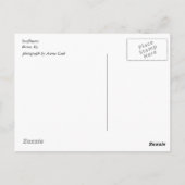 Zonnebloemen in de zon briefkaart (Achterkant)