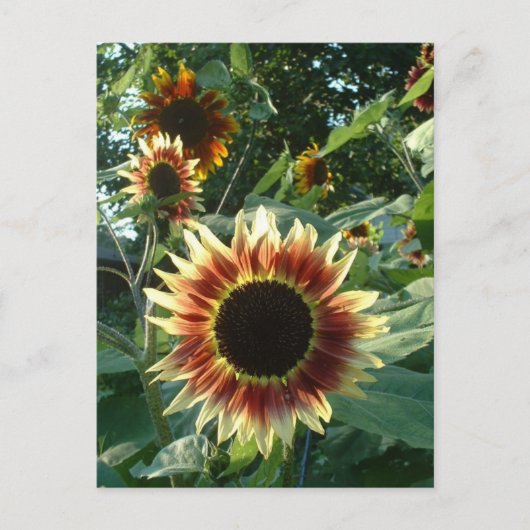 Zonnebloemen in de zon briefkaart (Voorkant)