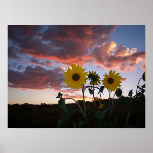 Zonnebloemen in de zon poster (Voorkant)