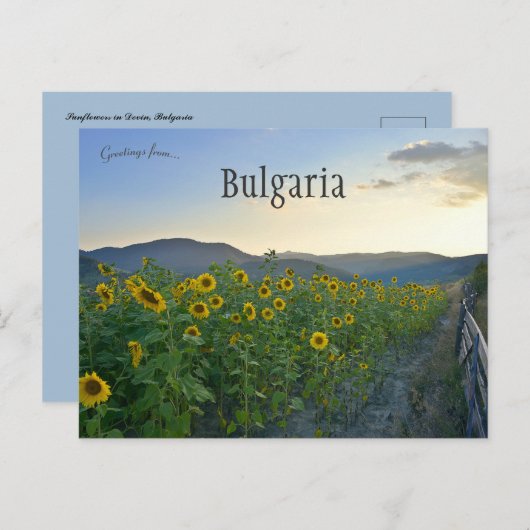 Zonnebloemen in Devin Bulgarije Briefkaart (Voorkant / Achterkant)