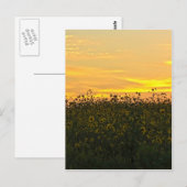 Zonnebloemen in Dusk Briefkaart (Voorkant / Achterkant)
