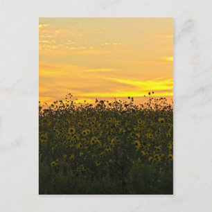 Zonnebloemen in Dusk Briefkaart