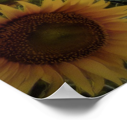 Zonnebloemen in een Storm Poster (Hoek)