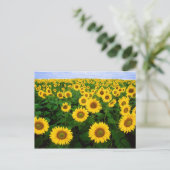Zonnebloemen in Fargo, North Dakota Briefkaart (Staand voorkant)