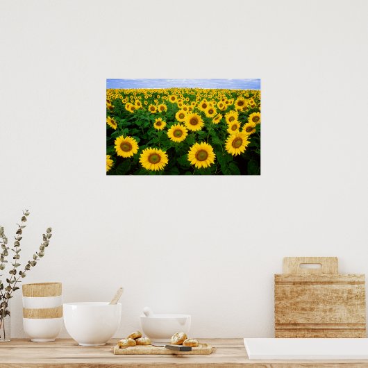 Zonnebloemen in Fargo, North Dakota Poster (Keuken)