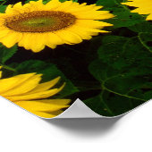 Zonnebloemen in Fargo, North Dakota Poster (Hoek)