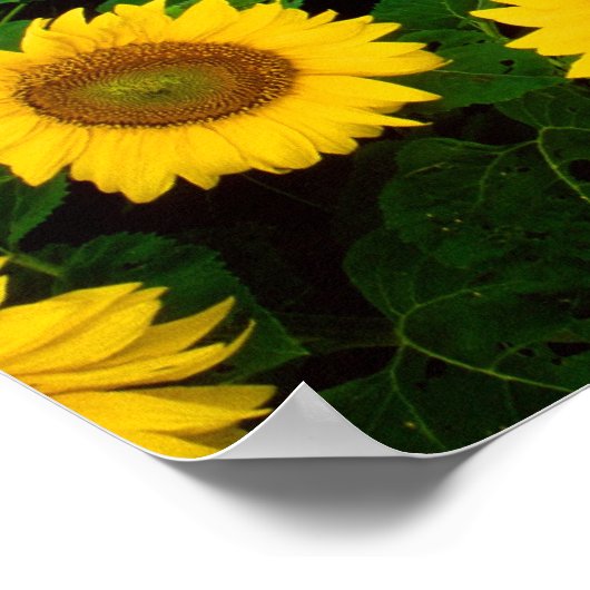 Zonnebloemen in Fargo, North Dakota Poster (Hoek)