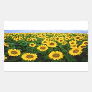 Zonnebloemen in Fargo, North Dakota Rechthoekige Sticker
