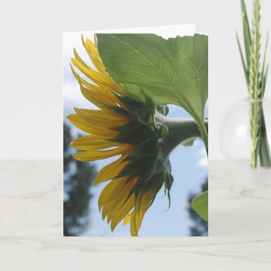 Zonnebloemen in Frankrijk Feestdagen Kaart (Voorkant)