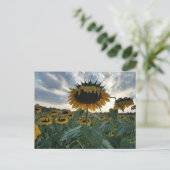 Zonnebloemen in het Sunset Briefkaart (Staand voorkant)