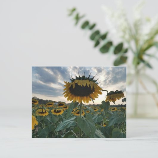 Zonnebloemen in het Sunset Briefkaart (Staand voorkant)
