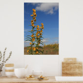 Zonnebloemen in Minnesota Poster (Keuken)