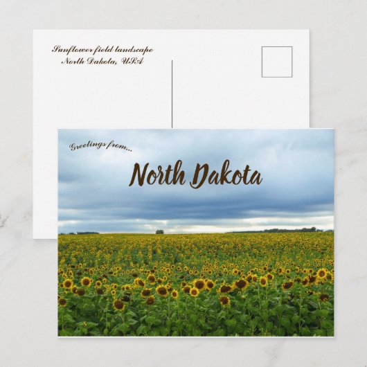Zonnebloemen in North Dakota, Verenigde Staten Briefkaart (Voorkant / Achterkant)