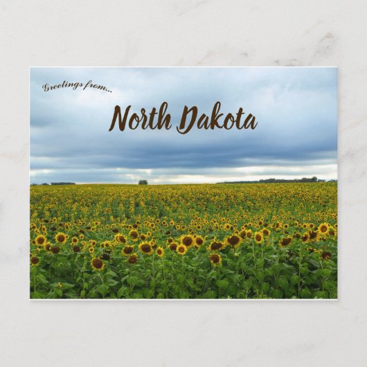 Zonnebloemen in North Dakota, Verenigde Staten Briefkaart (Voorkant)