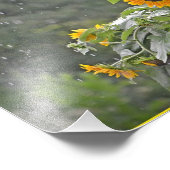 Zonnebloemen in Summer Rain Photo Print Foto Afdruk (Hoek)