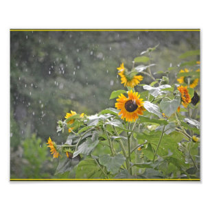 Zonnebloemen in Summer Rain Photo Print Foto Afdruk