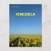 Zonnebloemen in Turen Portuguesa Venezuela Briefkaart (Voorkant)