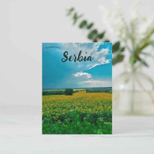 Zonnebloemen in Žabari Servië Briefkaart (Staand voorkant)