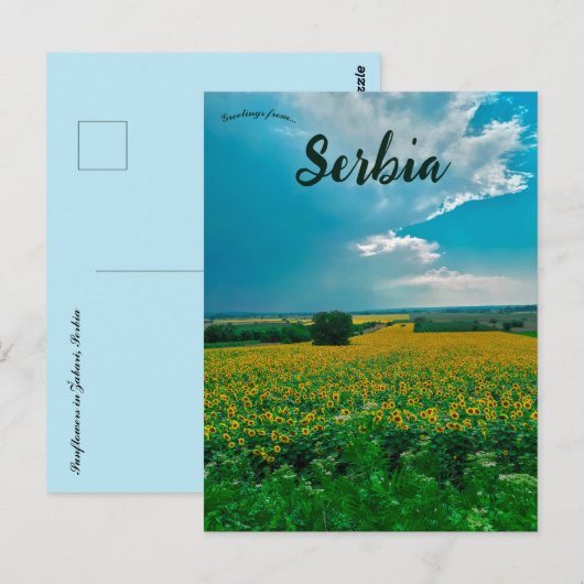 Zonnebloemen in Žabari Servië Briefkaart (Voorkant / Achterkant)