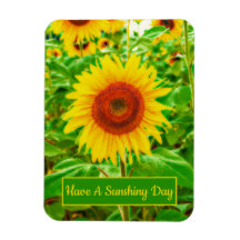 Zonnebloemen Land Geel Groen Helderbloem