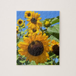 Zonnebloemen Legpuzzel