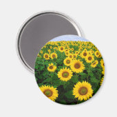 Zonnebloemen Magneet (Voorkant / Achterkant)