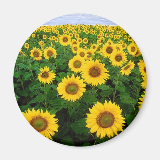 Zonnebloemen Magneet (Voorkant)