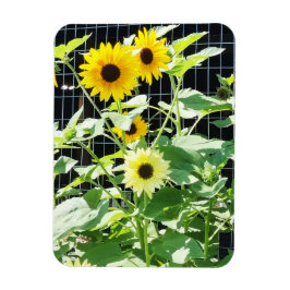 Zonnebloemen Magneet