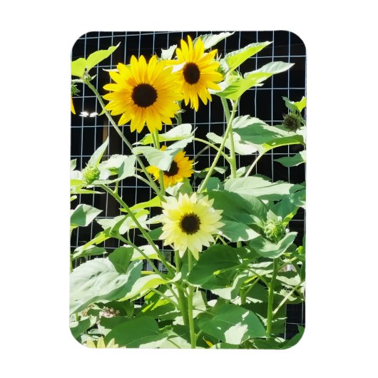 Zonnebloemen Magneet (Verticaal)